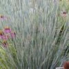 Carousel Little Bluestem Grass (Schizachyrium Scoparium) - 6 Pack Of 1 Gallon Pots 1 Carousel Little Bluestem Grass (Schizachyrium Scoparium) - 6 Pack Of 1 Gallon Pots -Plant Shop Schizachyrium scoparium carousel little bluestem grass 3