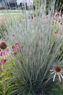 Carousel Little Bluestem Grass (Schizachyrium Scoparium) - 6 Pack Of 1 Gallon Pots -Plant Shop Schizachyrium scoparium carousel little bluestem grass 4