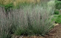 Carousel Little Bluestem Grass (Schizachyrium Scoparium) - 6 Pack Of 1 Gallon Pots -Plant Shop Schizachyrium scoparium carousel little bluestem grass 8