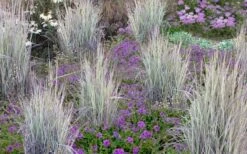 Twilight Zone Little Bluestem Grass (Schizachyrium Scoparium) - 1 Gallon Pot 13 Twilight Zone Little Bluestem Grass (Schizachyrium Scoparium) - 1 Gallon Pot -Plant Shop Schizachyrium twilight zone little bluestem grass 2