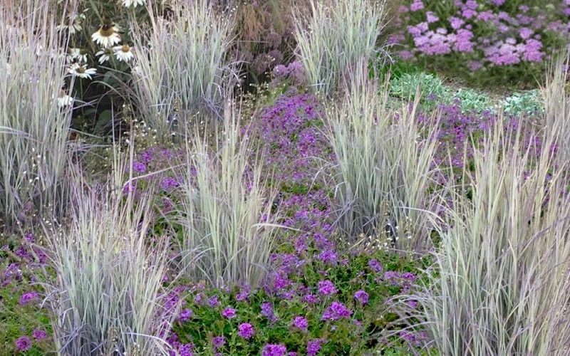 Twilight Zone Little Bluestem Grass (Schizachyrium Scoparium) - 1 Gallon Pot 7 Twilight Zone Little Bluestem Grass (Schizachyrium Scoparium) - 1 Gallon Pot - Image 5