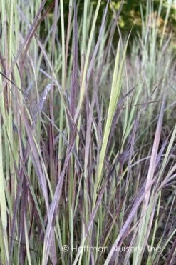 Twilight Zone Little Bluestem Grass (Schizachyrium Scoparium) - 1 Gallon Pot 12 Twilight Zone Little Bluestem Grass (Schizachyrium Scoparium) - 1 Gallon Pot -Plant Shop Schizachyrium twilight zone little bluestem grass 3