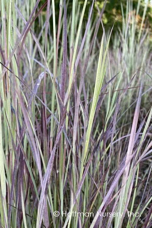 Twilight Zone Little Bluestem Grass (Schizachyrium Scoparium) - 1 Gallon Pot 6 Twilight Zone Little Bluestem Grass (Schizachyrium Scoparium) - 1 Gallon Pot - Image 4