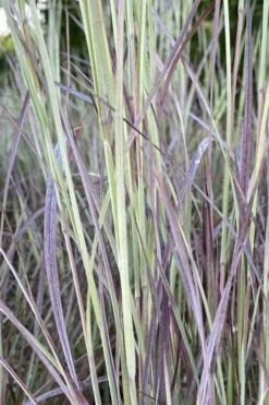 Twilight Zone Little Bluestem Grass (Schizachyrium Scoparium) - 1 Gallon Pot 15 Twilight Zone Little Bluestem Grass (Schizachyrium Scoparium) - 1 Gallon Pot -Plant Shop Schizachyrium twilight zone little bluestem grass 4