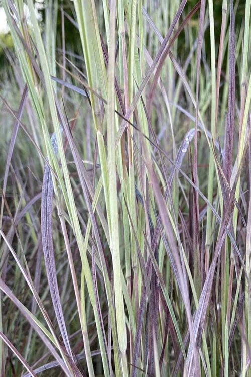 Twilight Zone Little Bluestem Grass (Schizachyrium Scoparium) - 1 Gallon Pot 9 Twilight Zone Little Bluestem Grass (Schizachyrium Scoparium) - 1 Gallon Pot - Image 7
