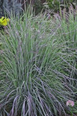 Twilight Zone Little Bluestem Grass (Schizachyrium Scoparium) - 1 Gallon Pot 14 Twilight Zone Little Bluestem Grass (Schizachyrium Scoparium) - 1 Gallon Pot -Plant Shop Schizachyrium twilight zone little bluestem grass 5