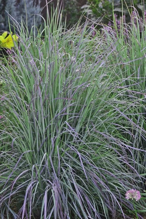 Twilight Zone Little Bluestem Grass (Schizachyrium Scoparium) - 1 Gallon Pot 8 Twilight Zone Little Bluestem Grass (Schizachyrium Scoparium) - 1 Gallon Pot - Image 6