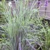 Twilight Zone Little Bluestem Grass (Schizachyrium Scoparium) - 1 Gallon Pot