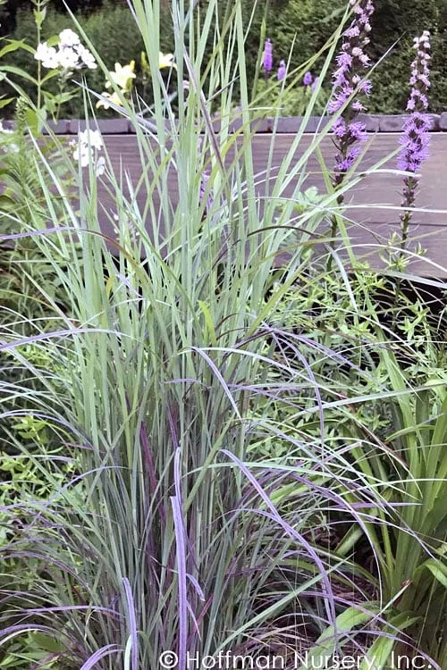 Twilight Zone Little Bluestem Grass (Schizachyrium Scoparium) - 1 Gallon Pot 3 Twilight Zone Little Bluestem Grass (Schizachyrium Scoparium) - 1 Gallon Pot