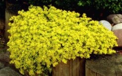 Gold Moss Sedum - 10 Pack Of 4" Pint Pots -Plant Shop Sedum Acre Gold Moss 1