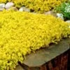 Gold Moss Sedum - 10 Pack Of 4" Pint Pots -Plant Shop Sedum Acre Gold Moss 2