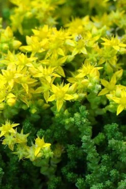 Gold Moss Sedum - 10 Pack Of 4" Pint Pots -Plant Shop Sedum Acre Gold Moss 3