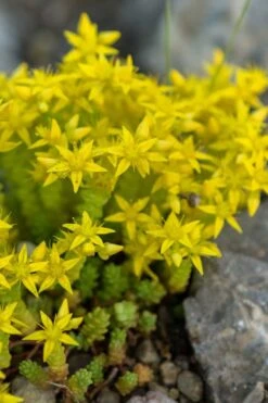 Gold Moss Sedum - 10 Pack Of 4" Pint Pots -Plant Shop Sedum Acre Gold Moss 4