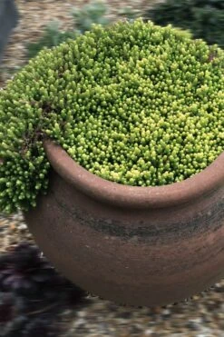 Gold Moss Sedum - 10 Pack Of 4" Pint Pots -Plant Shop Sedum Acre Gold Moss 5