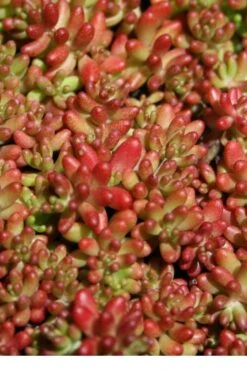 Coral Carpet Sedum Album - 10 Count Flat Of Quart Pots 13 Coral Carpet Sedum Album - 10 Count Flat Of Quart Pots -Plant Shop Sedum Album Coral Carpet 1