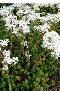 Coral Carpet Sedum Album - 10 Count Flat Of Quart Pots 12 Coral Carpet Sedum Album - 10 Count Flat Of Quart Pots -Plant Shop Sedum Album Coral Carpet 2