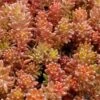 Coral Carpet Sedum Album - 10 Count Flat Of Quart Pots 2 Coral Carpet Sedum Album - 10 Count Flat Of Quart Pots -Plant Shop Sedum Album Coral Carpet 3