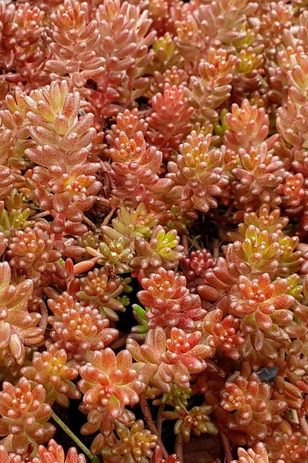 Coral Carpet Sedum Album - 10 Count Flat Of Quart Pots 3 Coral Carpet Sedum Album - 10 Count Flat Of Quart Pots