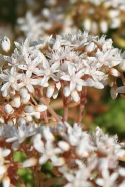 Coral Carpet Sedum Album - 10 Count Flat Of Quart Pots 14 Coral Carpet Sedum Album - 10 Count Flat Of Quart Pots -Plant Shop Sedum Album Coral Carpet 4