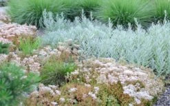 Coral Carpet Sedum Album - 10 Count Flat Of Quart Pots 15 Coral Carpet Sedum Album - 10 Count Flat Of Quart Pots -Plant Shop Sedum Album Coral Carpet 5