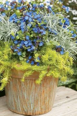 Angelina Sedum - 5 Pack Of 4" Pots -Plant Shop Sedum Rupestre Angelina 1