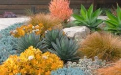 Angelina Sedum - 5 Pack Of 4" Pots -Plant Shop Sedum Rupestre Angelina 10