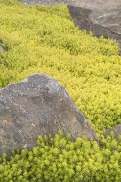 Angelina Sedum - 10 Count Flat Of 4" Pots -Plant Shop Sedum Rupestre Angelina 3 1