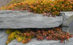 Angelina Sedum - 5 Pack Of 4" Pots -Plant Shop Sedum Rupestre Angelina 5