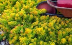 Angelina Sedum - 5 Pack Of 4" Pots -Plant Shop Sedum Rupestre Angelina 6