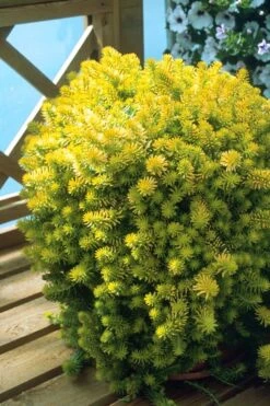 Angelina Sedum - 10 Count Flat Of 4" Pots -Plant Shop Sedum Rupestre Angelina 8 1