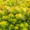 Angelina Sedum - 10 Count Flat Of 4" Pots -Plant Shop Sedum Rupestre Angelina 9 1