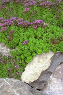 John Creech Sedum - 10 Count Flat Of 4" Pots 14 John Creech Sedum - 10 Count Flat Of 4" Pots -Plant Shop Sedum Spurium John Creech 1
