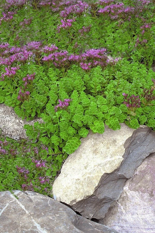 John Creech Sedum - 10 Count Flat Of 4" Pots 8 John Creech Sedum - 10 Count Flat Of 4" Pots - Image 6