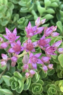 John Creech Sedum - 10 Count Flat Of 4" Pots 15 John Creech Sedum - 10 Count Flat Of 4" Pots -Plant Shop Sedum Spurium John Creech 3
