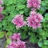 John Creech Sedum - 10 Count Flat Of 4" Pots 2 John Creech Sedum - 10 Count Flat Of 4" Pots -Plant Shop Sedum Spurium John Creech 5
