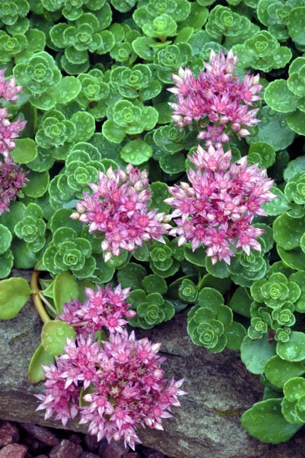 John Creech Sedum - 10 Count Flat Of 4" Pots 3 John Creech Sedum - 10 Count Flat Of 4" Pots