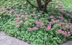 John Creech Sedum - 10 Count Flat Of 4" Pots 12 John Creech Sedum - 10 Count Flat Of 4" Pots -Plant Shop Sedum Spurium John Creech 6