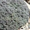 Tiny Buttons Sedum Hispanicum - 10 Pack Of Pint Pots -Plant Shop Sedum hispanicum minus tiny buttons 1