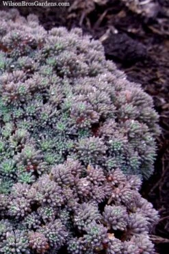 Tiny Buttons Sedum Hispanicum - 10 Pack Of Pint Pots -Plant Shop Sedum hispanicum minus tiny buttons 2