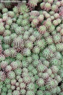 Tiny Buttons Sedum Hispanicum - 10 Pack Of Pint Pots -Plant Shop Sedum hispanicum minus tiny buttons 3