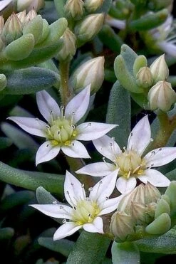 Tiny Buttons Sedum Hispanicum - 10 Pack Of Pint Pots -Plant Shop Sedum hispanicum minus tiny buttons 4