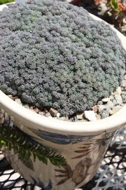 Tiny Buttons Sedum Hispanicum - 10 Pack Of Pint Pots -Plant Shop Sedum hispanicum minus tiny buttons 6