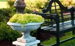 Lemon Ball Sedum - 5 Pack Of Pint Pots -Plant Shop Sedum mexicanum lemon ball 6