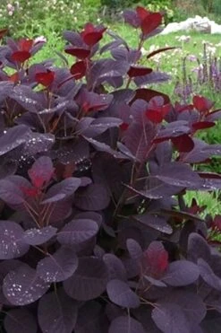 Royal Purple Smoke Tree (Smokebush) - 5 Gallon Pot -Plant Shop Smoke Tree Royal Purple 11