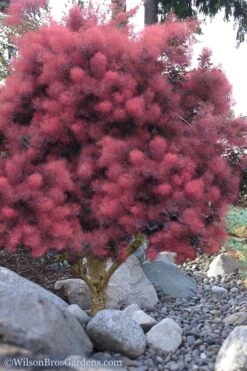 Royal Purple Smoke Tree (Smokebush) - 5 Gallon Pot -Plant Shop Smoke Tree Royal Purple 12