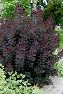Royal Purple Smoke Tree (Smokebush) - 5 Gallon Pot -Plant Shop Smoke Tree Royal Purple 25