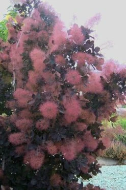 Royal Purple Smoke Tree (Smokebush) - 5 Gallon Pot -Plant Shop Smoke Tree Royal Purple 28