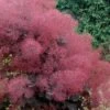 Royal Purple Smoke Tree (Smokebush) - 5 Gallon Pot -Plant Shop Smoke Tree Royal Purple 29