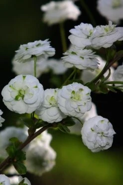 Plena Double Bridal Wreath Spirea (Spirea Prunifolia) - 3 Gallon Pot -Plant Shop Spirea Bridal Wreath Plena 1