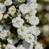 Plena Double Bridal Wreath Spirea (Spirea Prunifolia) - 3 Gallon Pot -Plant Shop Spirea Bridal Wreath Plena 4